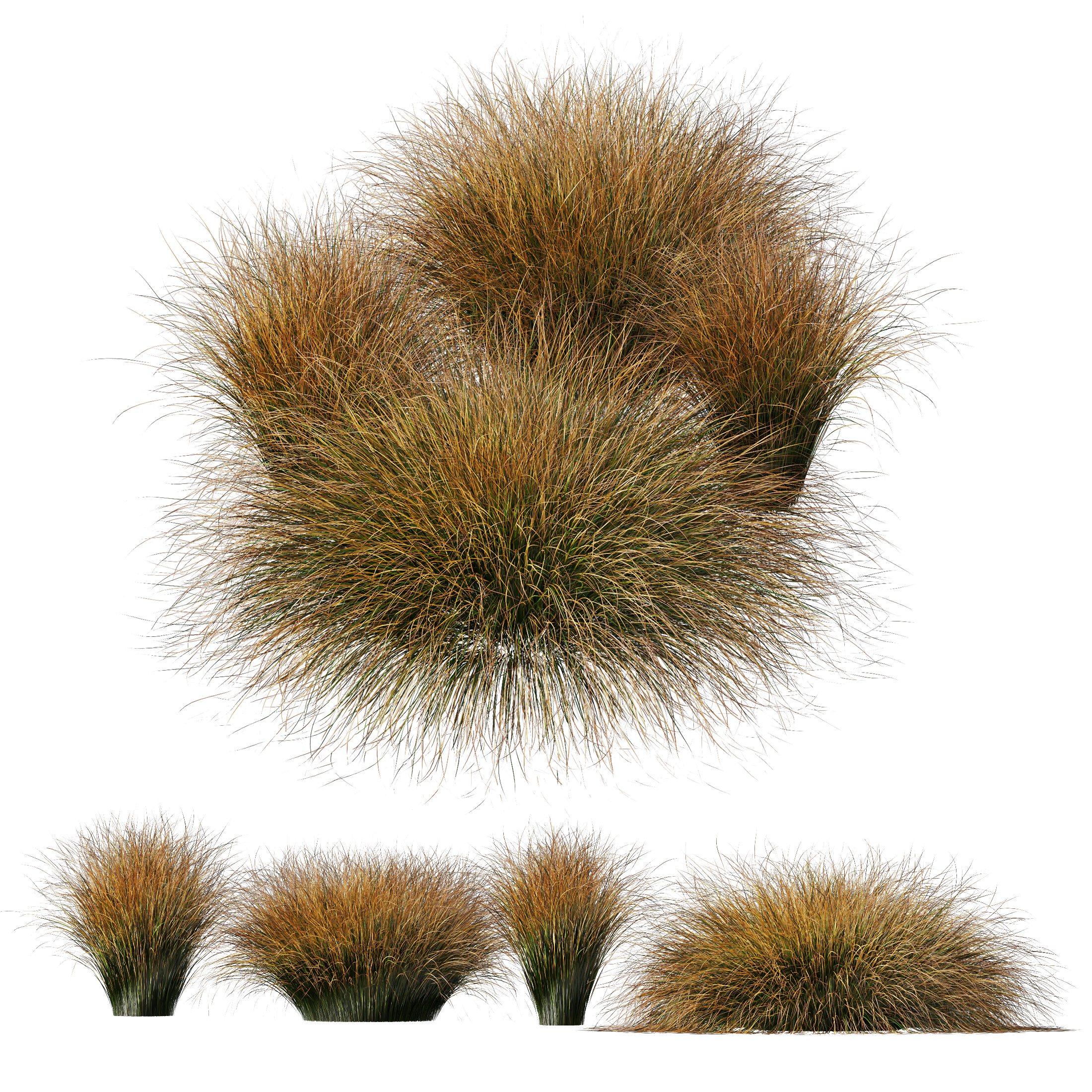 HQ Plants Carex Testacea Orange Sedge Grass Prairie Fire Version3